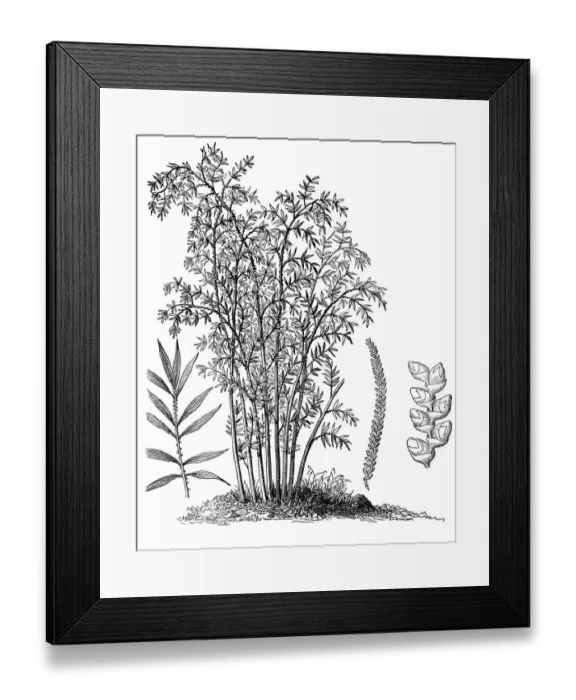 Framed Print : Spanish cane (Arundo donax) Framed Print : Spanish cane (Arundo donax)