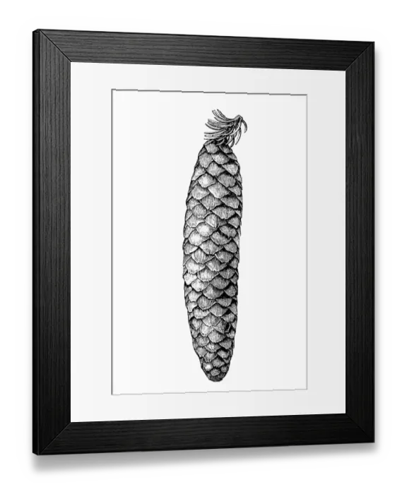 Framed Print : Pinecone. Illustration of a pine cone isolated on white Framed Print : Pinecone. Illustration of a pine cone isolated on white