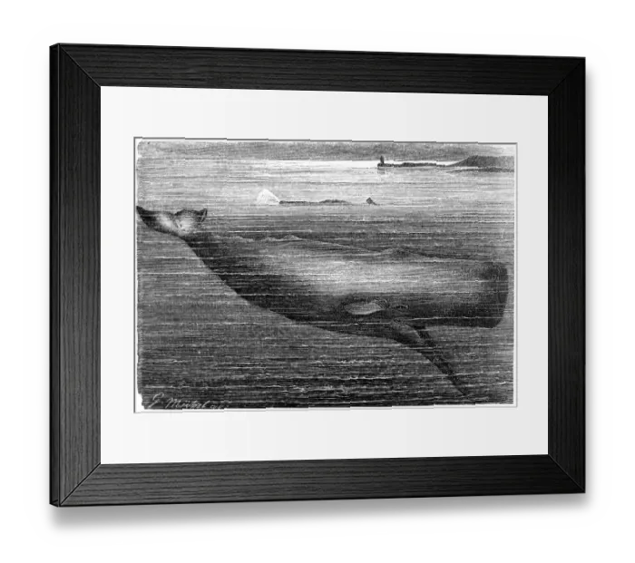 Framed Print : Sperm Whale (Physeter Macrocephalus) Framed Print : Sperm Whale (Physeter Macrocephalus)