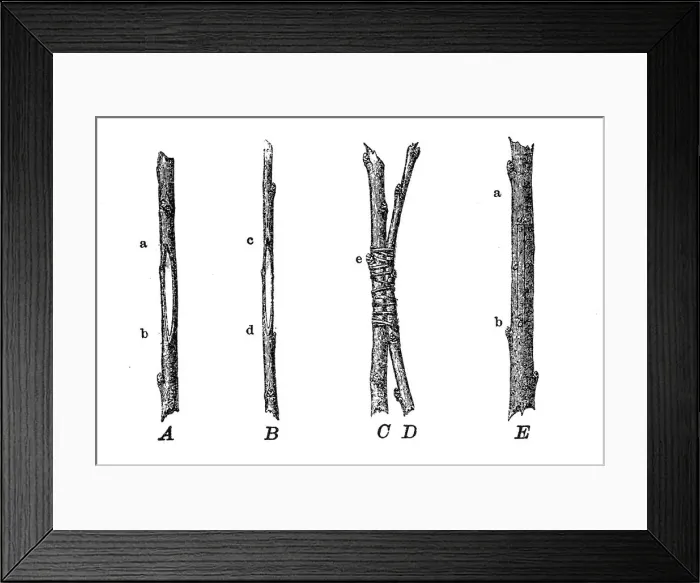 Framed Print : Grafting. Old engraved illustration of approach grafting