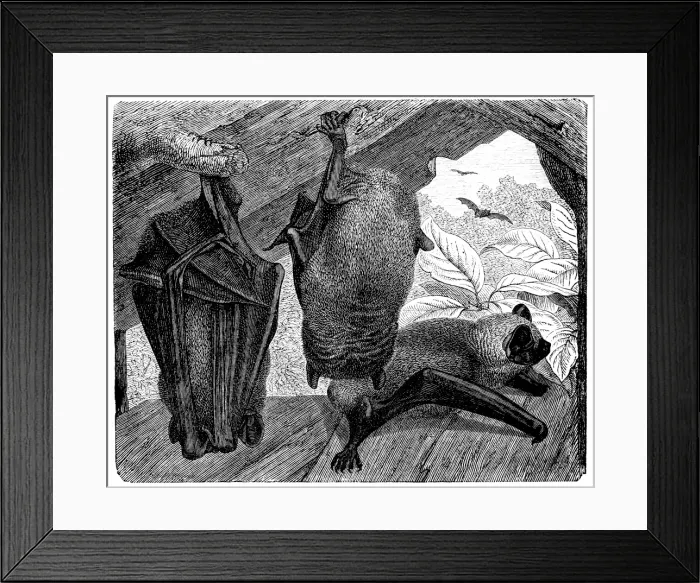Framed Print : Bat - Chauve Souris - Vesperugo Noctula