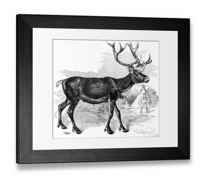 Framed Print : Reindeer (Rangifer Tarandus) Framed Print : Reindeer (Rangifer Tarandus)