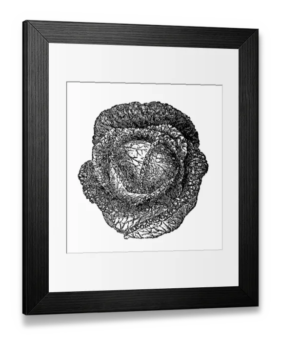 Framed Print : Savoy cabbage Framed Print : Savoy cabbage