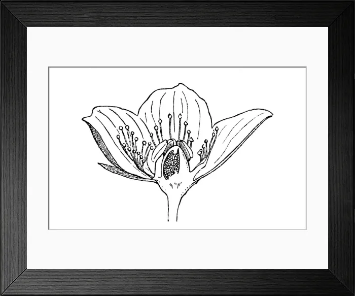 Framed Print : Parnassia palustris Framed Print : Parnassia palustris