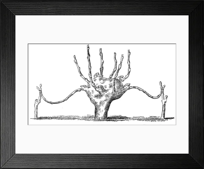 Framed Print : Grafting. Old engraved illustration of approach grafting