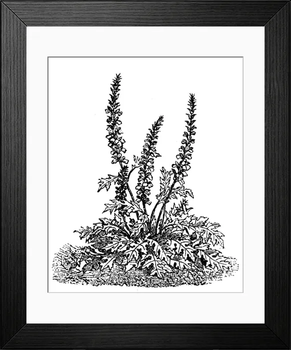 Framed Print : Lush acanthus mollis bears breeches Framed Print : Lush acanthus mollis bears breeches