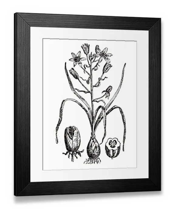Framed Print : Ornithogale or Ornithogalum Framed Print : Ornithogale or Ornithogalum