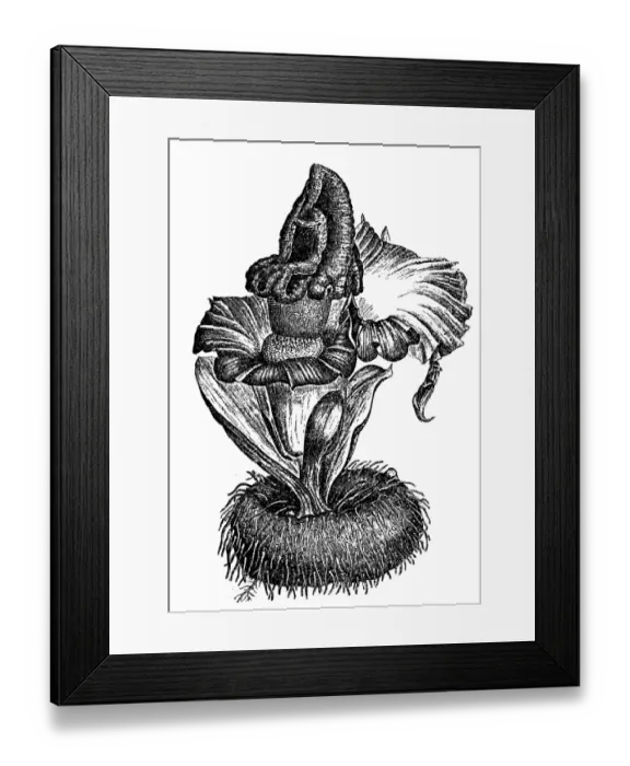 Framed Print : Elephant foot yam or whitespot giant arum or stink lily (Amorphophallus paeoniifolius) Framed Print : Elephant foot yam or whitespot giant arum or stink lily (Amorphophallus paeoniifolius)