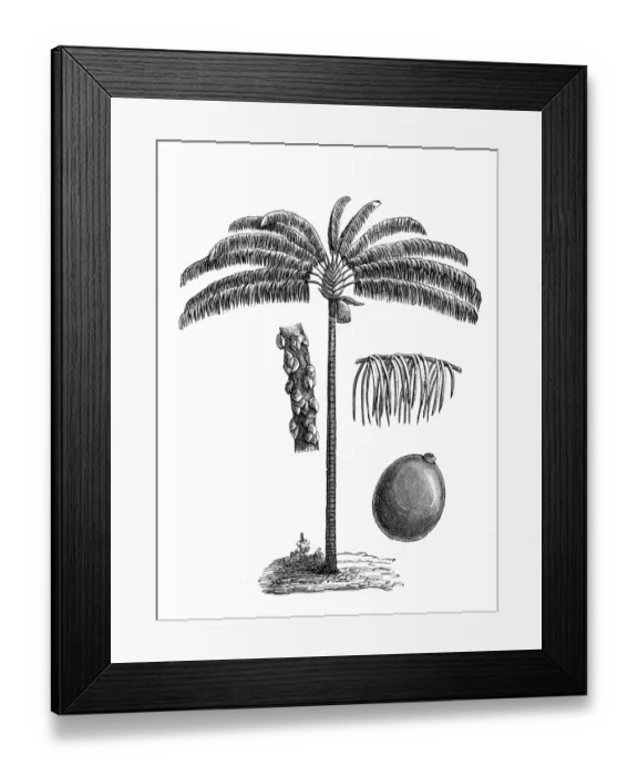 Framed Print : Bacaba or palma milpesos or just milpesos (oenocarpus distichus)