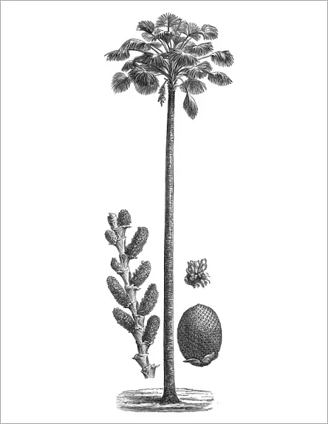 Moriche palm, buriti, muriti, canangucho or aguaje (Mauritia flexuosa)