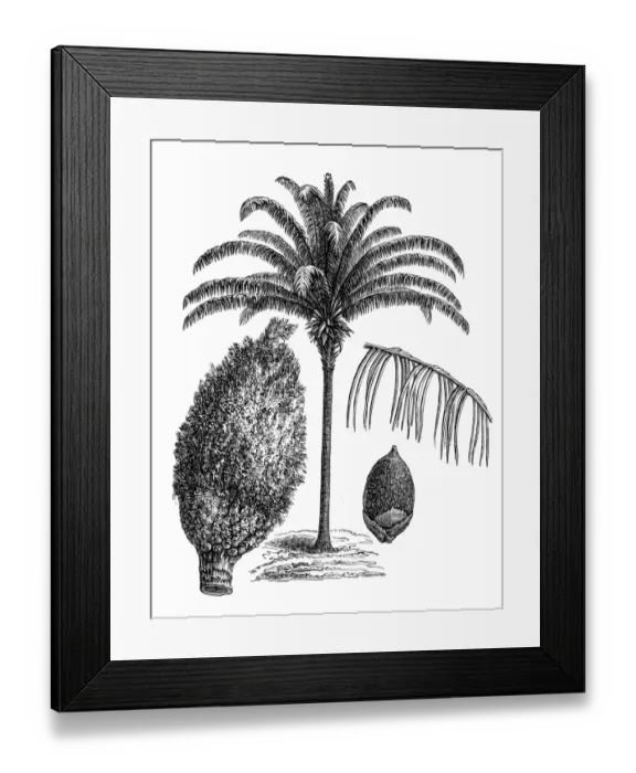 Framed Print : Maripa palm (Attalea maripa) Framed Print : Maripa palm (Attalea maripa)