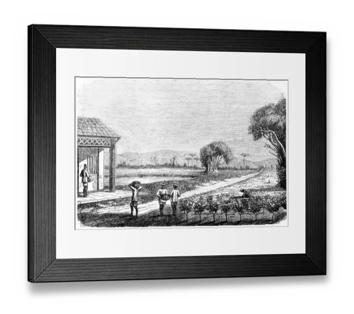 Framed Print : Workers harvesting on a tea plantation in Japan Framed Print : Workers harvesting on a tea plantation in Japan