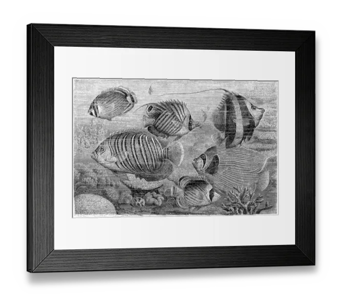 Framed Print : The sea goldie (Pseudanthias squamipinnis) Framed Print : The sea goldie (Pseudanthias squamipinnis)