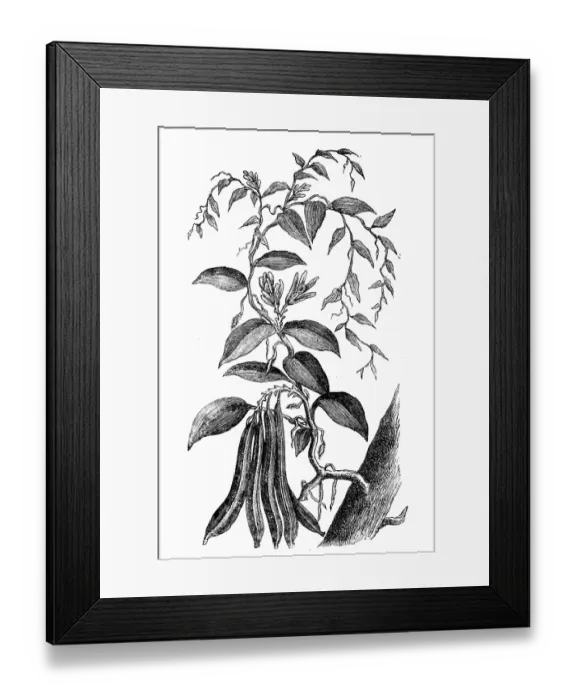 Framed Print : Vanilla, Vanilla planifolia Framed Print : Vanilla, Vanilla planifolia