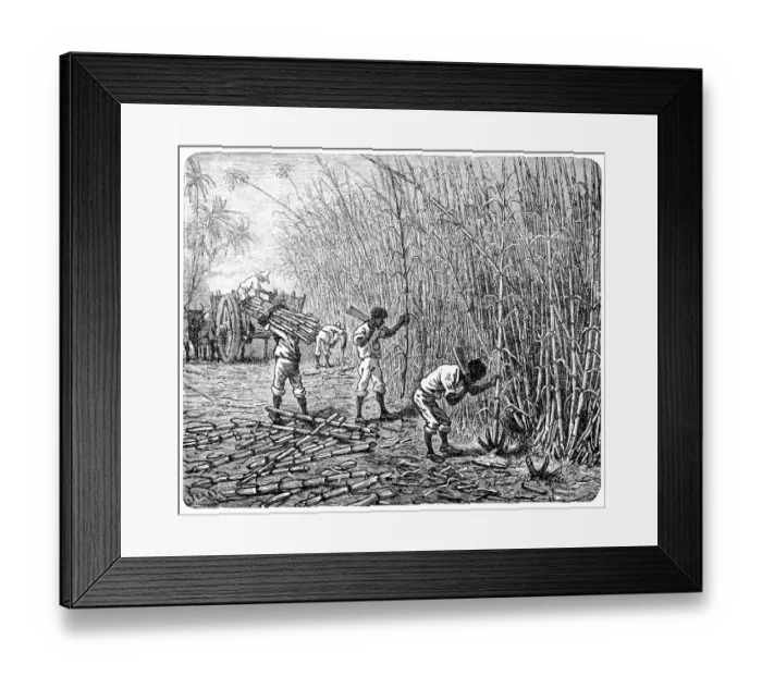 Framed Print : African slaves processing sugar cane Framed Print : African slaves processing sugar cane