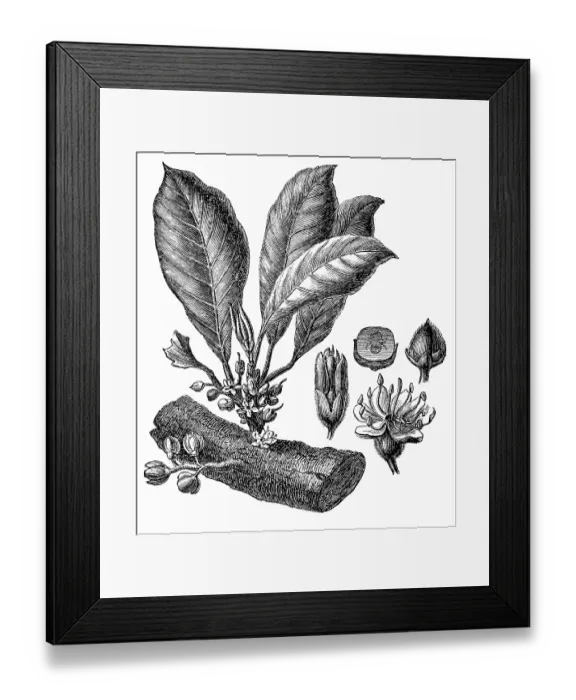 Framed Print : Gutta-percha (Isonandra gutta) or Palaquium gutta Framed Print : Gutta-percha (Isonandra gutta) or Palaquium gutta