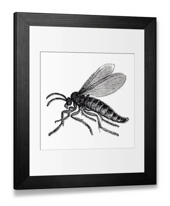 Framed Print : Fly - Dark-winged fungus gnats (Sciara militaris) Framed Print : Fly - Dark-winged fungus gnats (Sciara militaris)