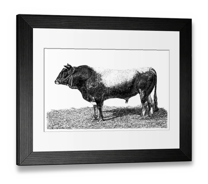 Framed Print : AllgAÔé¼u bull Framed Print : AllgAÔé¼u bull