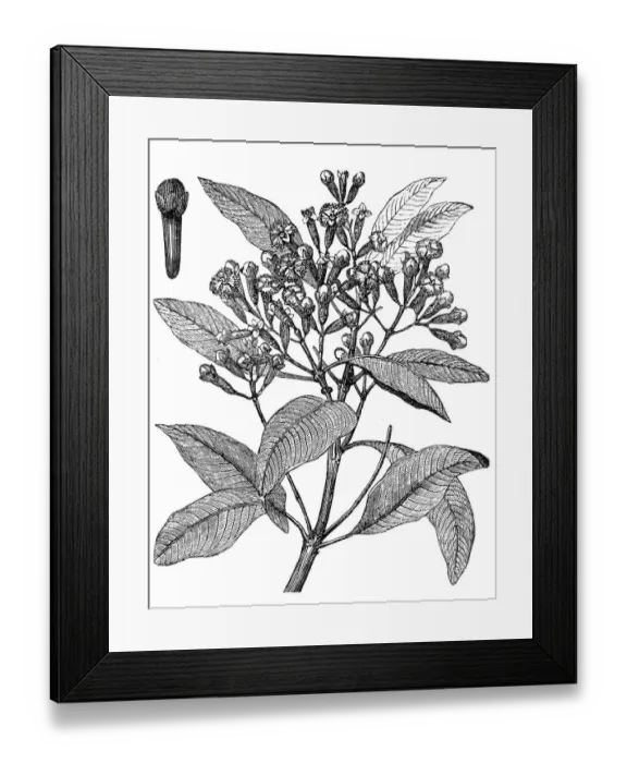 Framed Print : Cloves or Syzygium aromaticum or Eugenia aromaticum or Eugenia caryophyllata Framed Print : Cloves or Syzygium aromaticum or Eugenia aromaticum or Eugenia caryophyllata