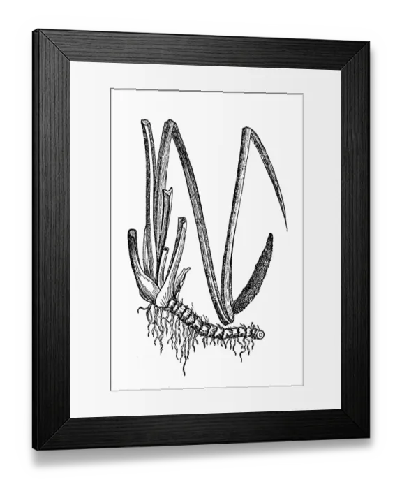 Framed Print : Acorus calamus (sweet flag or calamus) Framed Print : Acorus calamus (sweet flag or calamus)