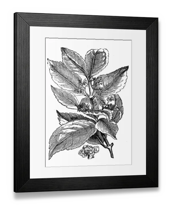 Framed Print : Yerba mate (Ilex paraguariensis)