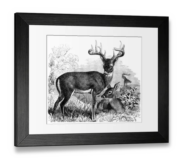 Framed Print : Common or Virginian Deer (Cervus virginianus)
