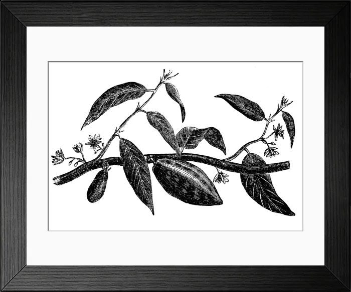 Framed Print : Cocoa tree Framed Print : Cocoa tree