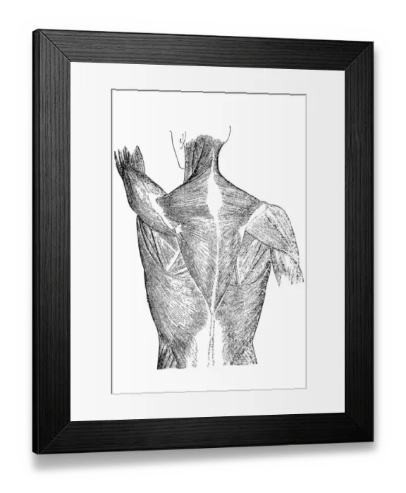 Framed Print : Back muscles anatomy Framed Print : Back muscles anatomy