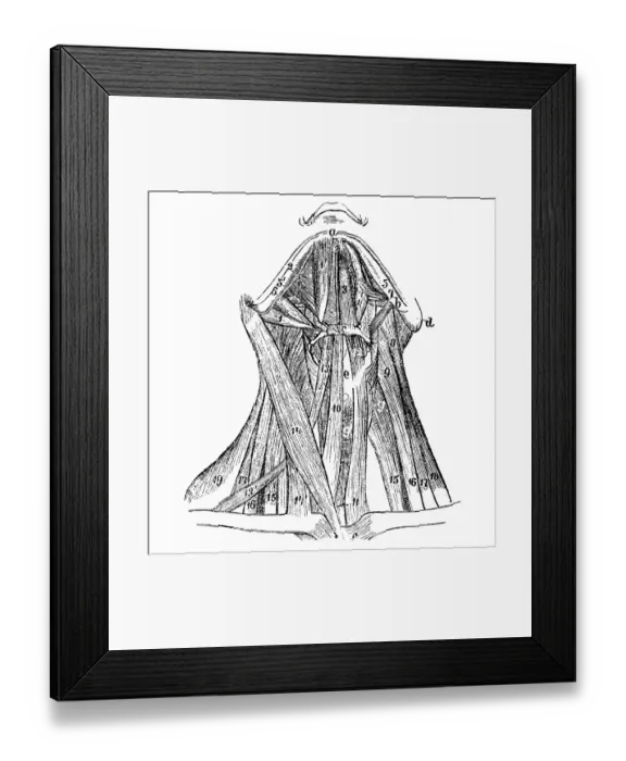 Framed Print : Front neck muscles Framed Print : Front neck muscles