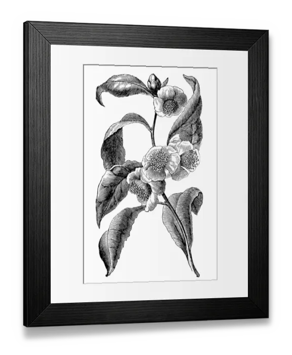 Framed Print : Green tea (Camellia sinensis) Framed Print : Green tea (Camellia sinensis)