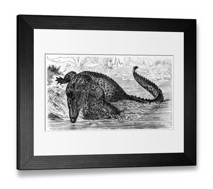 Framed Print : Saltwater crocodile (Crocodilus biporcatus) Framed Print : Saltwater crocodile (Crocodilus biporcatus)