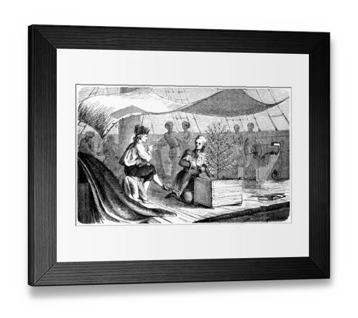 Framed Print : De Clie on voyages to Martinique with coffee plants Framed Print : De Clie on voyages to Martinique with coffee plants