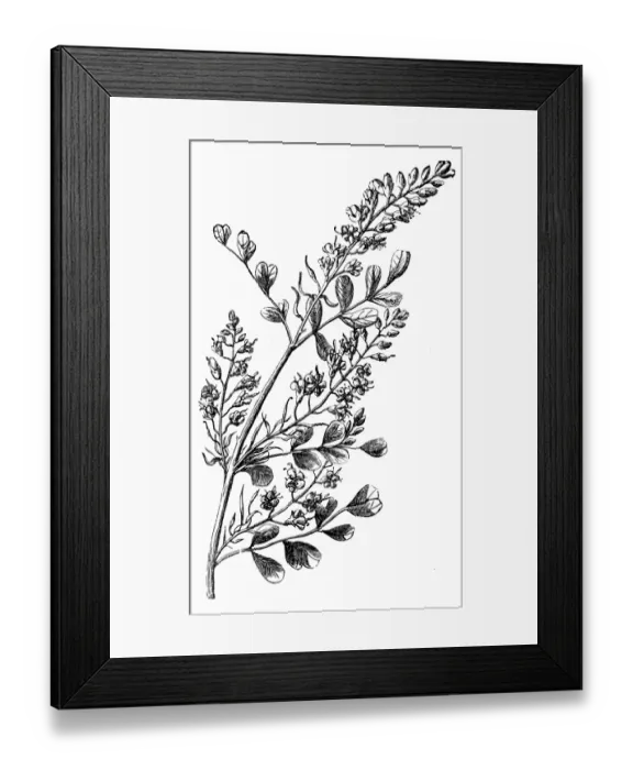 Framed Print : Logwood (Haematoxylon Campechianum)