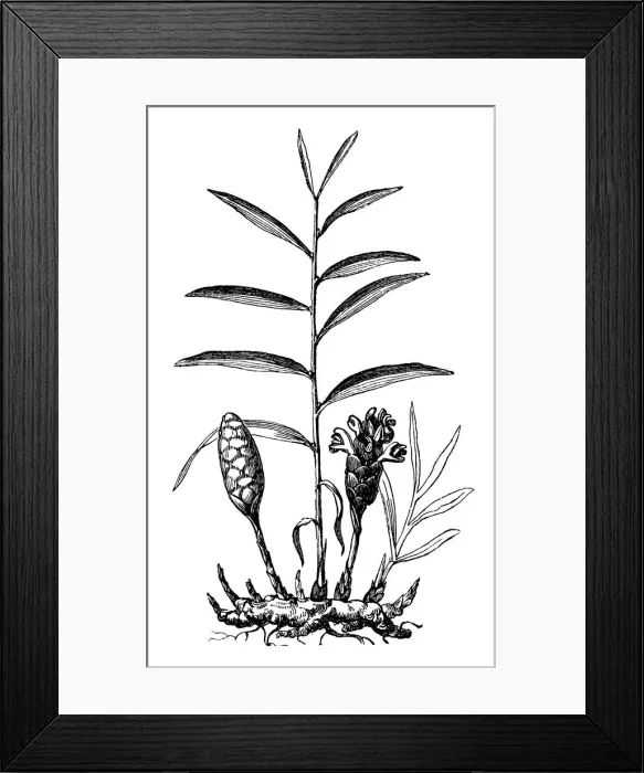 Framed Print : Ginger (Zingiber officinale, Amomum zingiber) Framed Print : Ginger (Zingiber officinale, Amomum zingiber)
