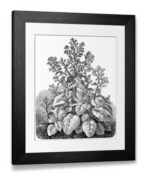 Framed Print : Nicotiana rustica (Syrian tobacco) Framed Print : Nicotiana rustica (Syrian tobacco)