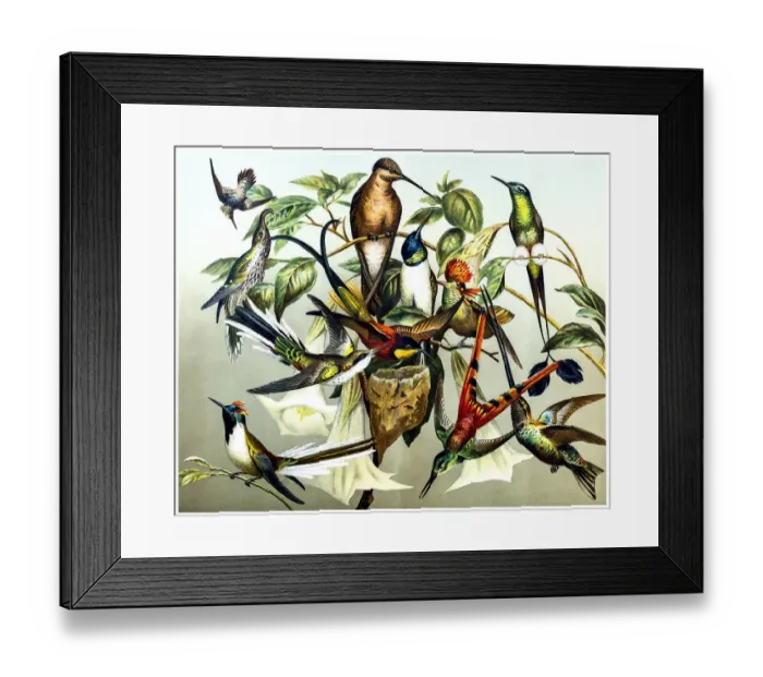 Framed Print : Different kinds of Hummingbirds Framed Print : Different kinds of Hummingbirds