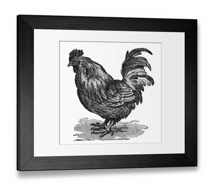 Framed Print : Cock, Rooster or Cockerel Framed Print : Cock, Rooster or Cockerel