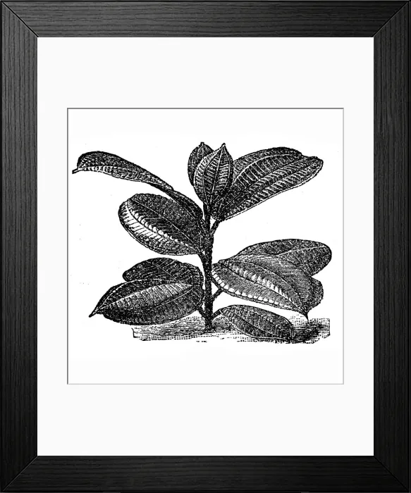Framed Print : Silver Tree (Pilea spruceana) Framed Print : Silver Tree (Pilea spruceana)