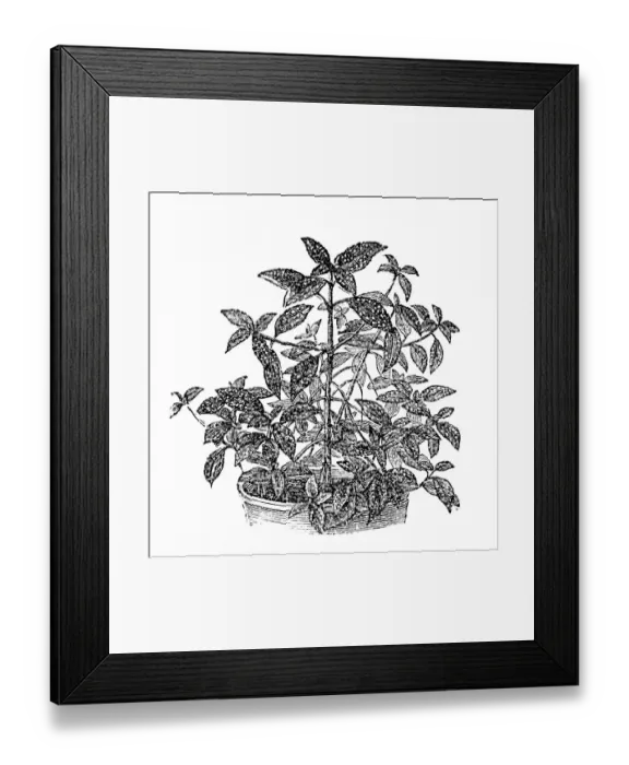 Framed Print : Mexican Speckled Wandering Jew (Tinantia pringlei) Framed Print : Mexican Speckled Wandering Jew (Tinantia pringlei)