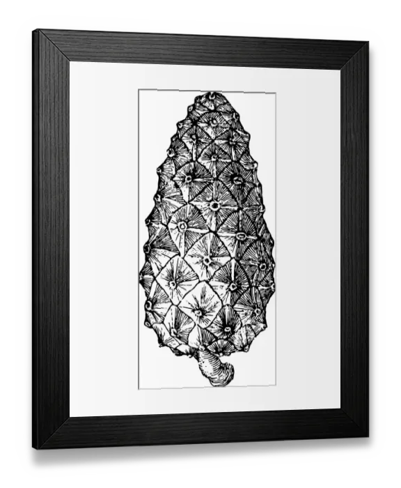Framed Print : Pine cone. Illustration of a Pine cone Framed Print : Pine cone. Illustration of a Pine cone