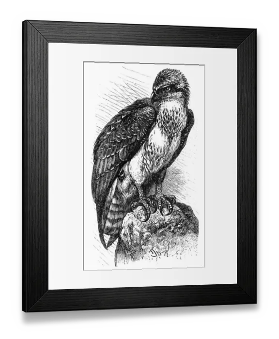 Framed Print : Osprey (Pandion haliaetus) Framed Print : Osprey (Pandion haliaetus)