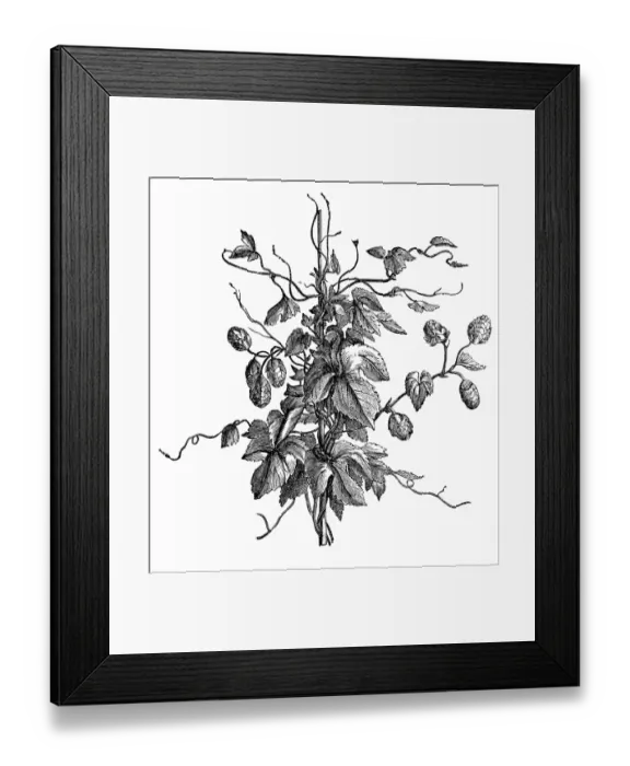 Framed Print : Hop plant with leaves
