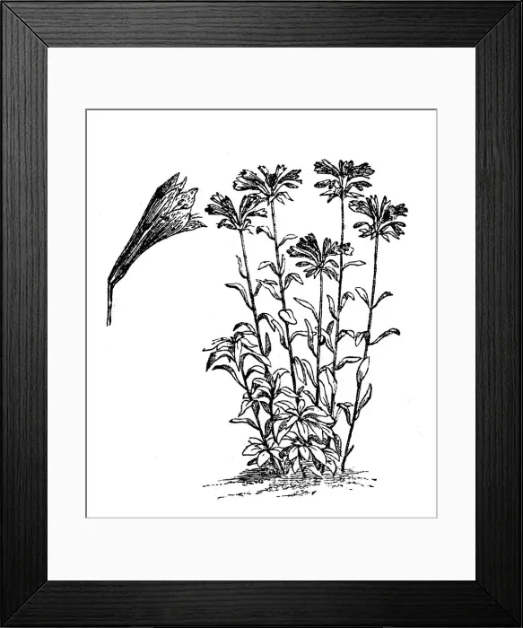 Framed Print : Redoute Flower (Alstroemeria pelegrina) Framed Print : Redoute Flower (Alstroemeria pelegrina)
