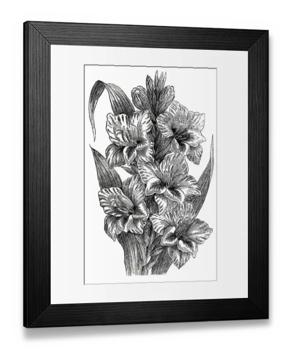 Framed Print : Gladiolus (gladiolus gandavensis) Framed Print : Gladiolus (gladiolus gandavensis)