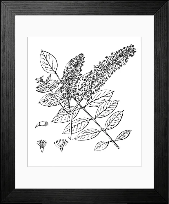 Framed Print : Desert false indigo, false indigo-bush, and bastard indigobush (Amorpha fruticosa) Framed Print : Desert false indigo, false indigo-bush, and bastard indigobush (Amorpha fruticosa)