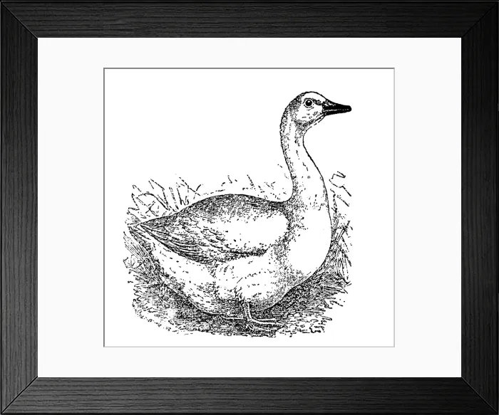 Framed Print : Emden goose