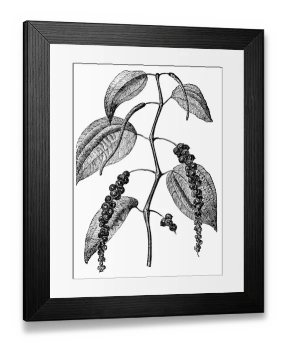 Framed Print : Black pepper (Piper nigrum) Framed Print : Black pepper (Piper nigrum)