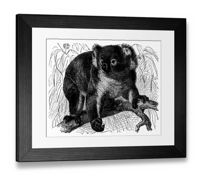 Framed Print : Koala (Phascolarctus cinereus)