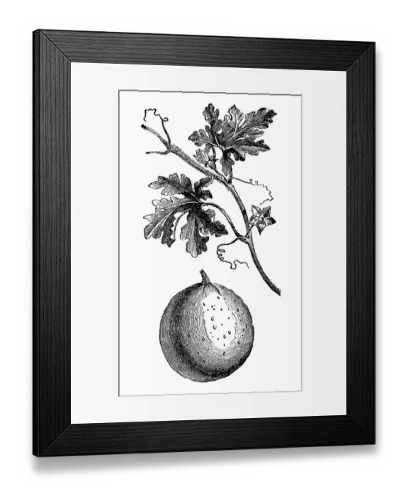 Framed Print : colocynth, bitter apple, bitter cucumber, desert gourd, egusi, vine of Sodom, or wild gourd Framed Print : colocynth, bitter apple, bitter cucumber, desert gourd, egusi, vine of Sodom, or wild gourd