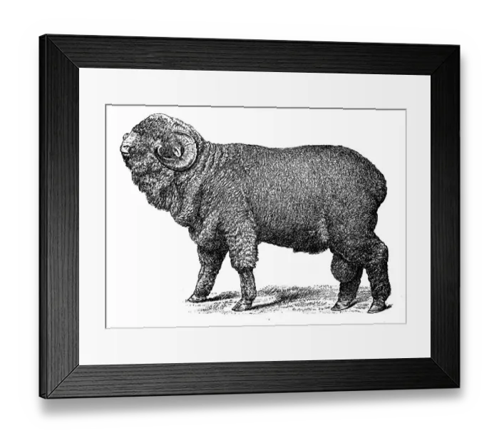 Framed Print : Merino sheep Negretti Framed Print : Merino sheep Negretti